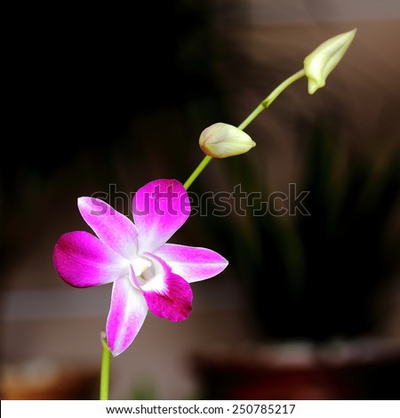 Home Grown Orchid Flower