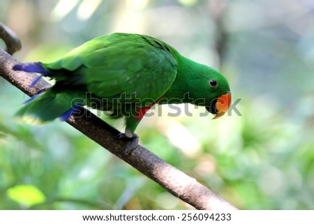 Green Bird on Tree Branch about to Fly Off