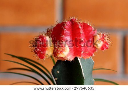 Closeup View of Red Cactus Planted at Home as Ornamental Plant