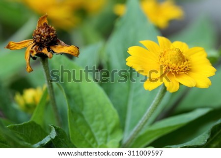 Withered Yellow Flower and Blossoming Flower, Showing Life Cycle of Flower at Two Different Stages