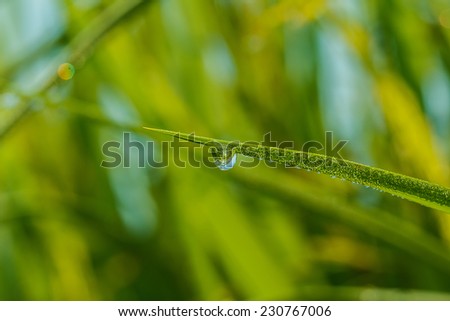 Leaves of grass with drops of dew on a green leaves background.