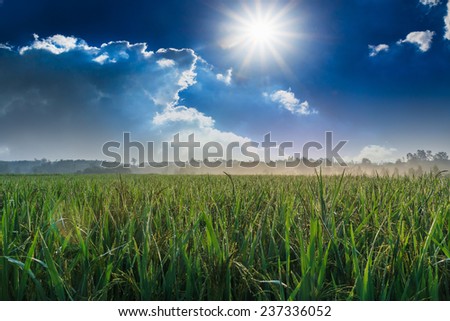 Landscape rice field in the morning with the sunlight From the Sun