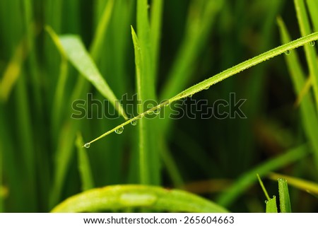 Fresh green  grass leaves with dew drops close up,