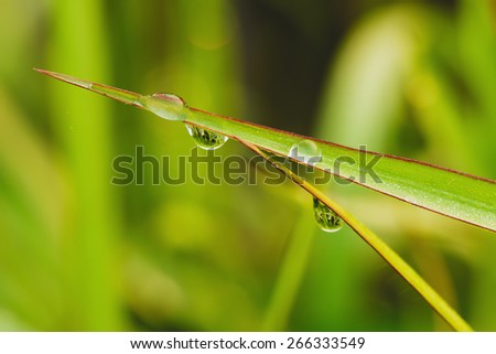 Fresh green  grass leaves with dew drops close up,  of change environment