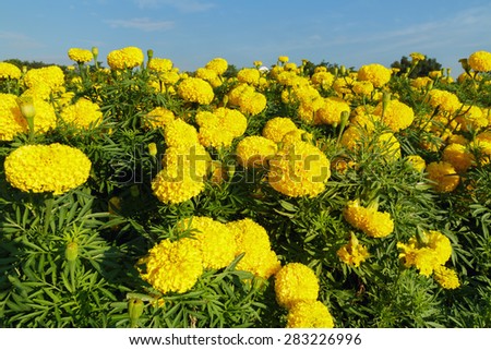 Marigold fields with blue sky background