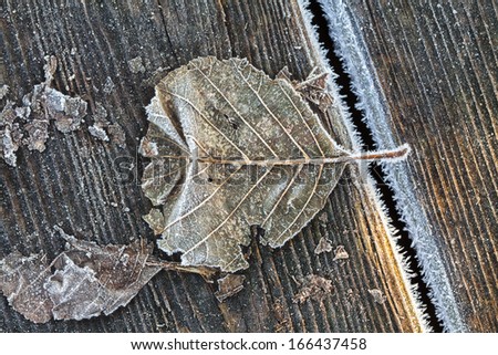 With the first cold dew freezing creates pure white embroidery at the edges of fallen leaves