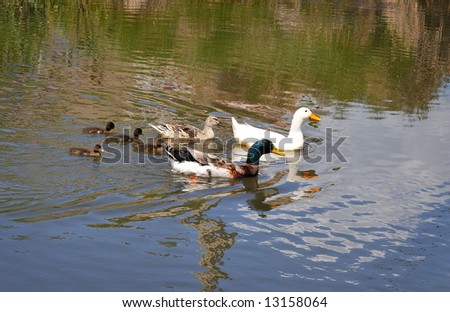 ducks and ducklings on the river