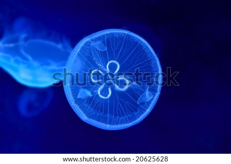 underwater image of jellyfishes