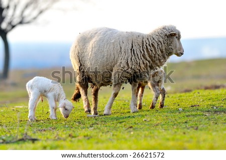 sheep with cute little lambs on field in spring