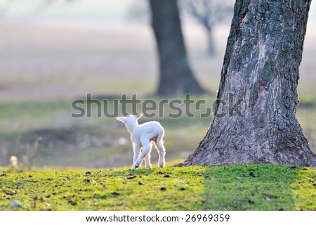white little lamb on field in spring