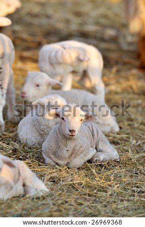 cute white little lambs