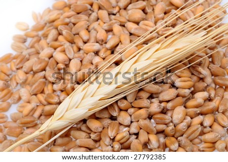 golden wheat ears and seeds