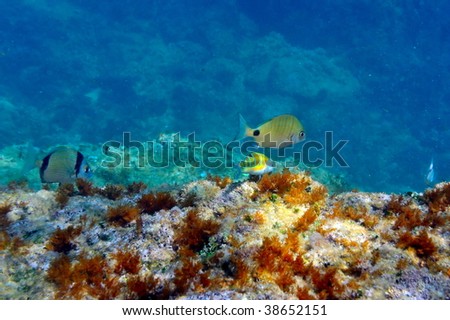 underwater image of tropical fishes