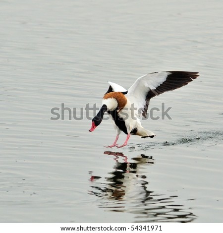 wild goose on the lake (tadorna tadorna)