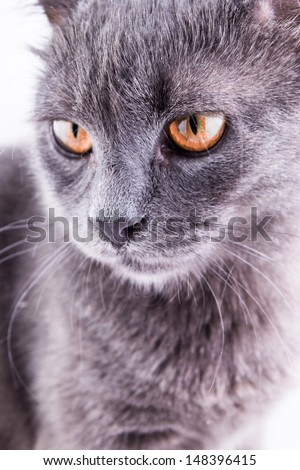 scottish cat on the white background
