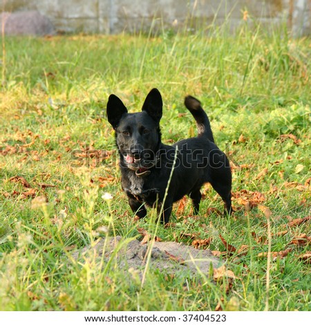 Small black dog