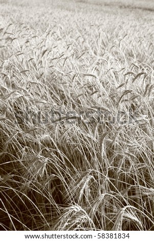 Field of rye in sepia