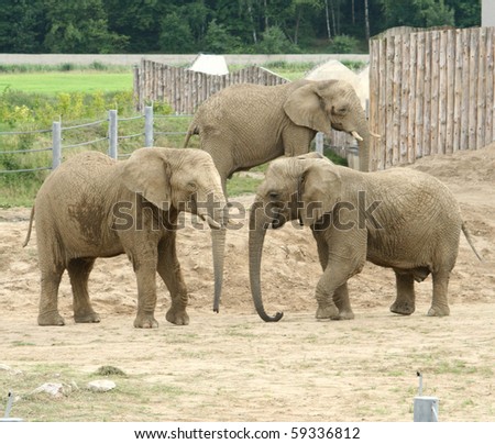 Three adult elephants in a zoo