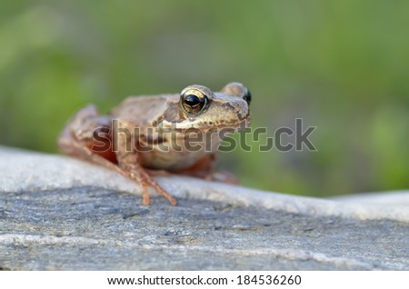 The Common Frog, Rana temporaria also known as the European Common Frog