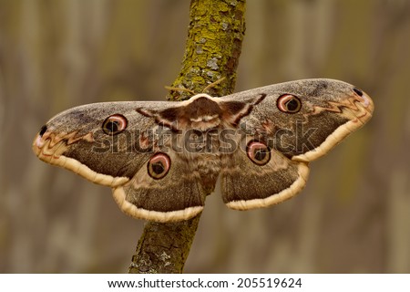 Female of Giant Peacock Moth (Saturnia pyri) on a branch