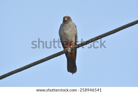 Red-footed falcon, Falco vespertinus, single male eating a mouse