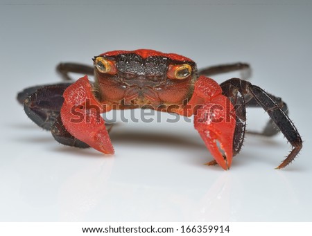 Red devil crab in front of white background
