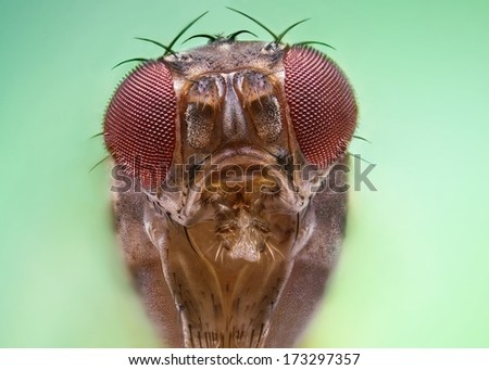 Small fruit fly on extreme magnification