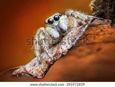 Salticus scenicus jumping spider macro
