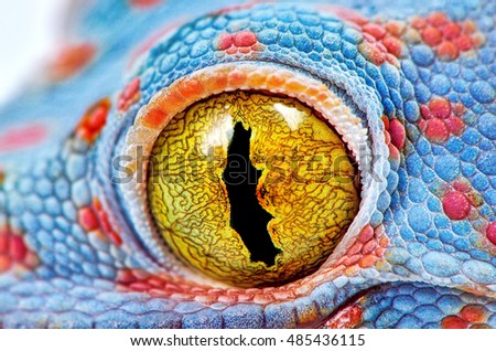 Similar – Image, Stock Photo Spot of color|close up of poppy blossom in cornfield