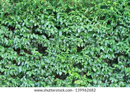 Green bush tree background, china box tree close up