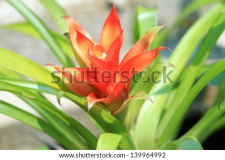 Closeup Bromeliad red flower, red pineapple flower