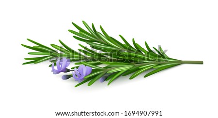 Sprig of fresh flowering rosemary isolated on a white background. Realistic vector illustration
