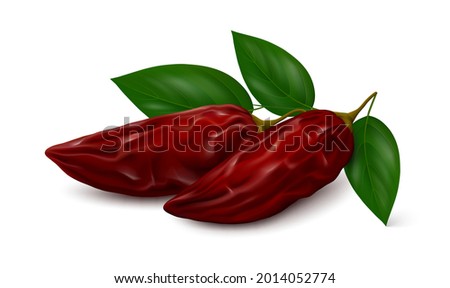 Two smoke-dried red jalapeño chili pepper pods (chipotles) with three green leaves isolated on white background. Realistic vector illustration.