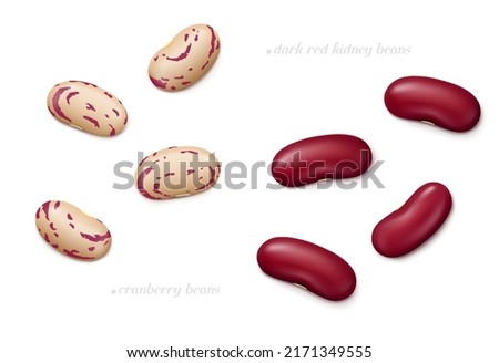 Several dark red kidney and cranberry (roman or borlotti) beans isolated on white background. Top view. Realistic vector illustration.