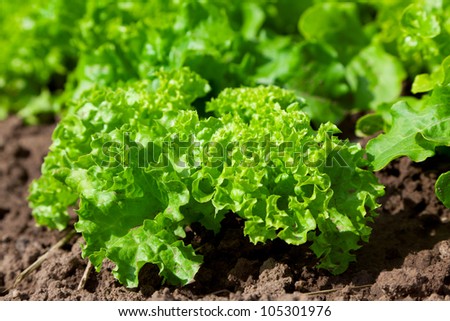 fresh salad /vegetable garden/lettuce plantation