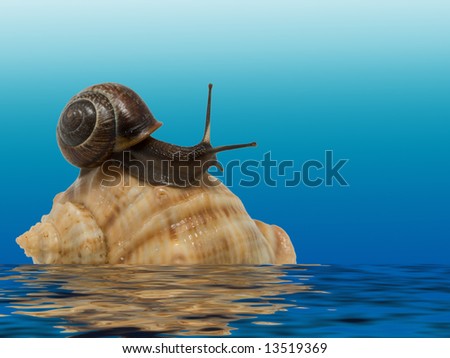 snail on the sea shell above the water