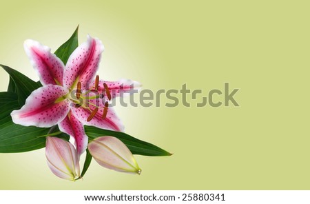 Lilies isolated on green background
