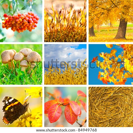 Autumn collage showing different autumn pictures