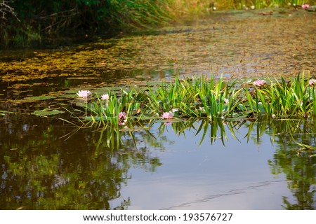Beautiful photo of pink lotus (water lily) on pond