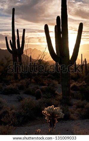 Saguaros at Sunrise Saguaro cactus at sunrise in Usery Mountain Regional Park, Mesa, Arizona.