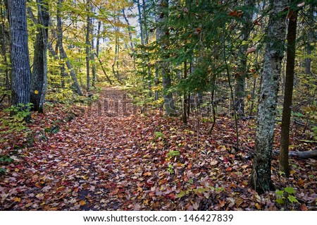A hiking trail through the autumn woods at Newport State Park in Door County, Wisconsin.