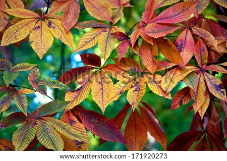 The leaves of a yellow buckeye tree form a beautiful autumn tapestry at The Morton Arboretum, Lisle, Illinois.