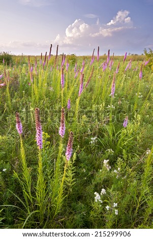 Blazing star wildflowers in the light of a setting sun.  Springbrook Prairie Nature Preserve, DuPage County, Illinois.