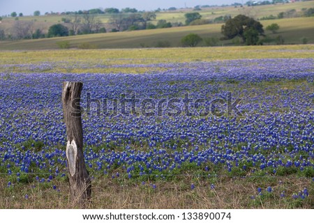 Pasture full of blue bonnet flowers in Central Texas