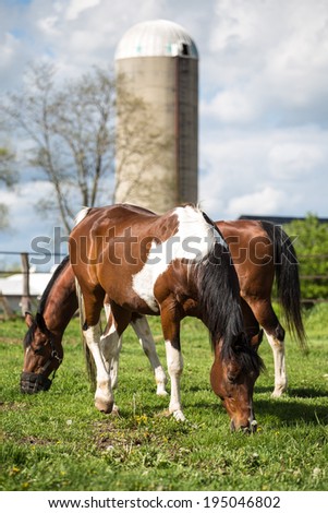 Two paint horses grazing in front of tall farm silo (one with grazing muzzle)
