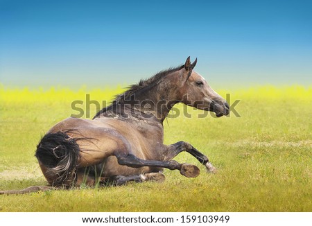 Brown horse lying on grass