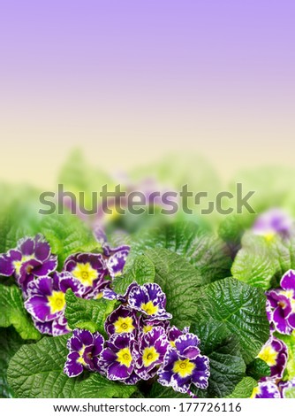 Floral Border with purple primrose, primula, isolated