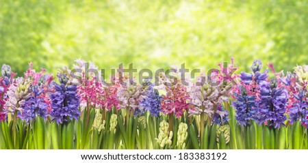 blooming spring hyacinths flowers,  background of garden and green foliage,border,banner