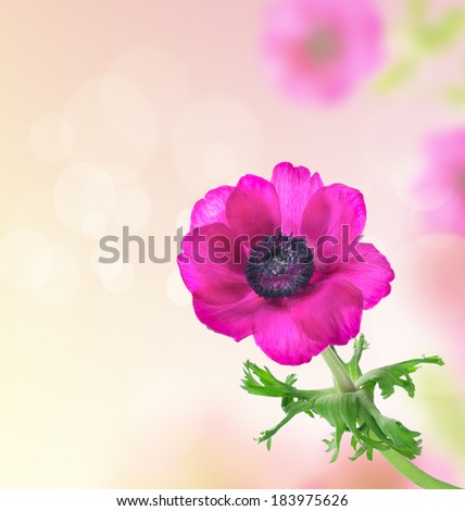 lilac  anemone with curved stems on pink background with bokeh, floral border