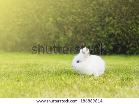 little white bunny on  lawn in garden